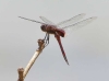 J19_9126 Tramea limbata male